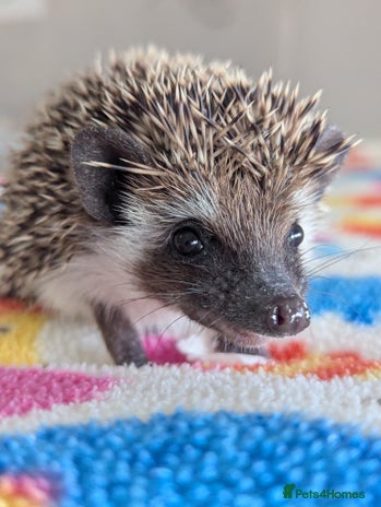 Pygmy Hedgehog rodents Adorable Hoglets need 5*homes.READY NOW!!!! - Advert 4