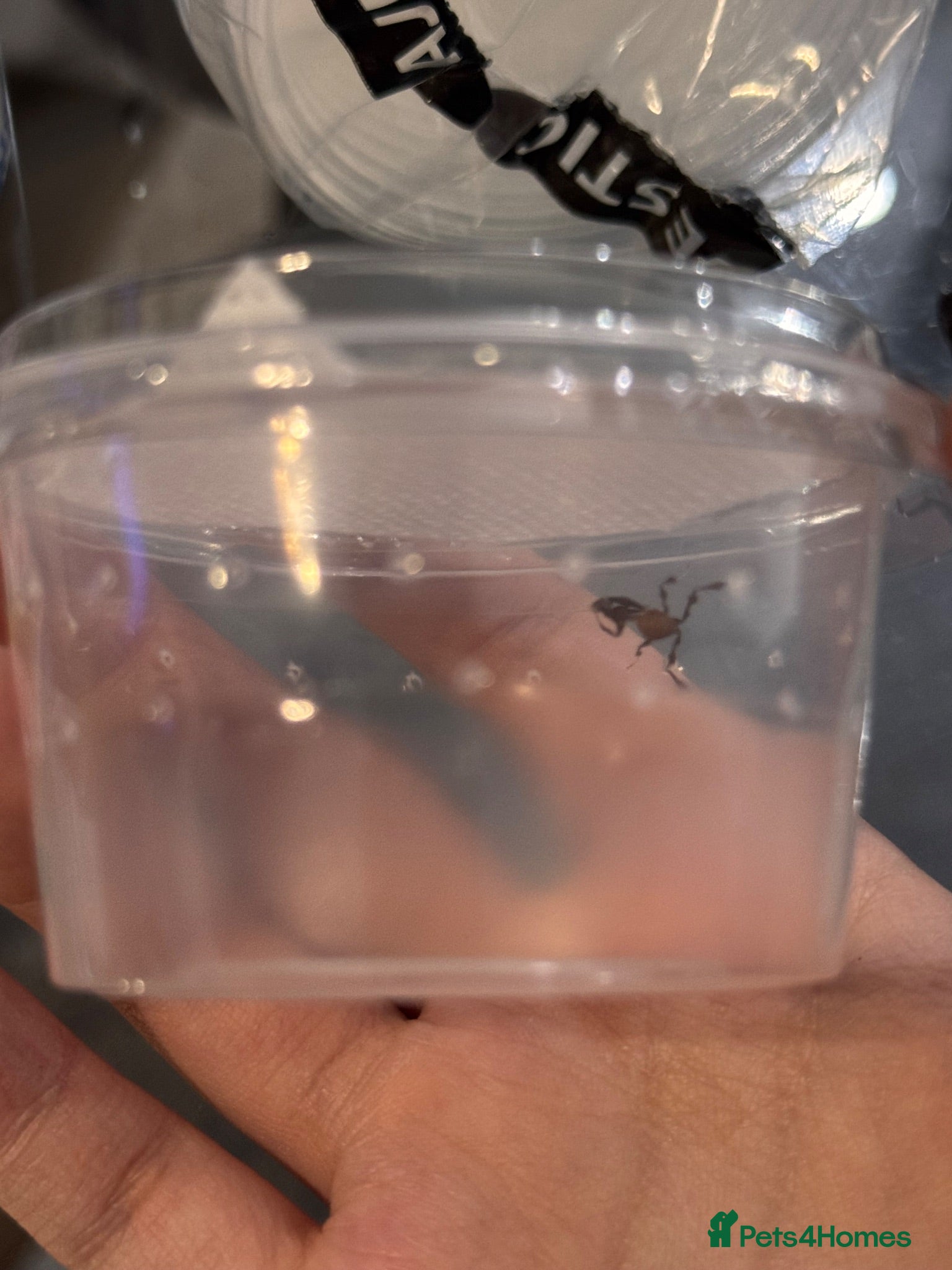 Praying Mantis invertebrates L2 Ghost Mantises for sale  - Advert 15