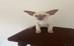 Siamese cats for sale: Gorgeous New Style Siamese Kittens - Image 12