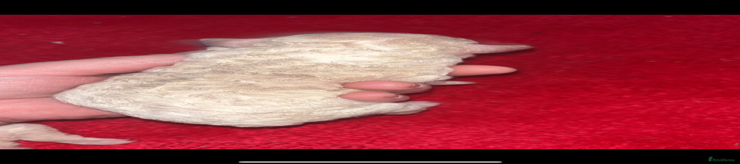 Miniature Poodle Puppy 1