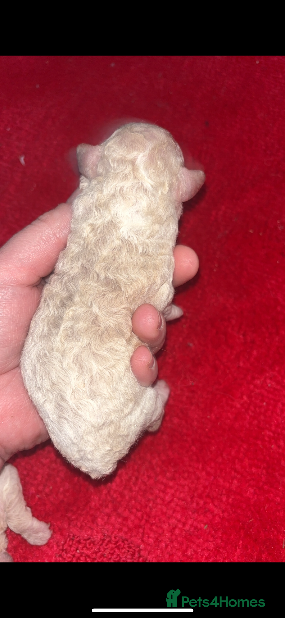 Miniature Poodle dogs for sale: Poodle puppies - Advert 9