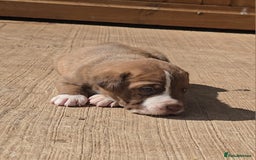 Cane Corso dogs for sale: Beautiful Italian Mastiff available - Image 8