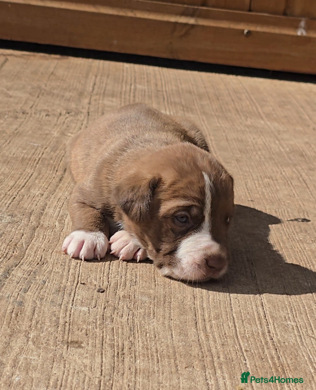 Cane Corso dogs for sale: Beautiful Italian Mastiff available - Image 8
