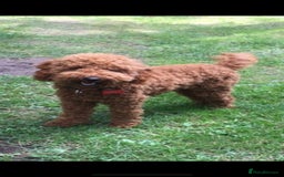 Miniature Poodle dogs for stud: Extensively Health Tested Deep Red Mini Poodle in Mansfield - Image 3