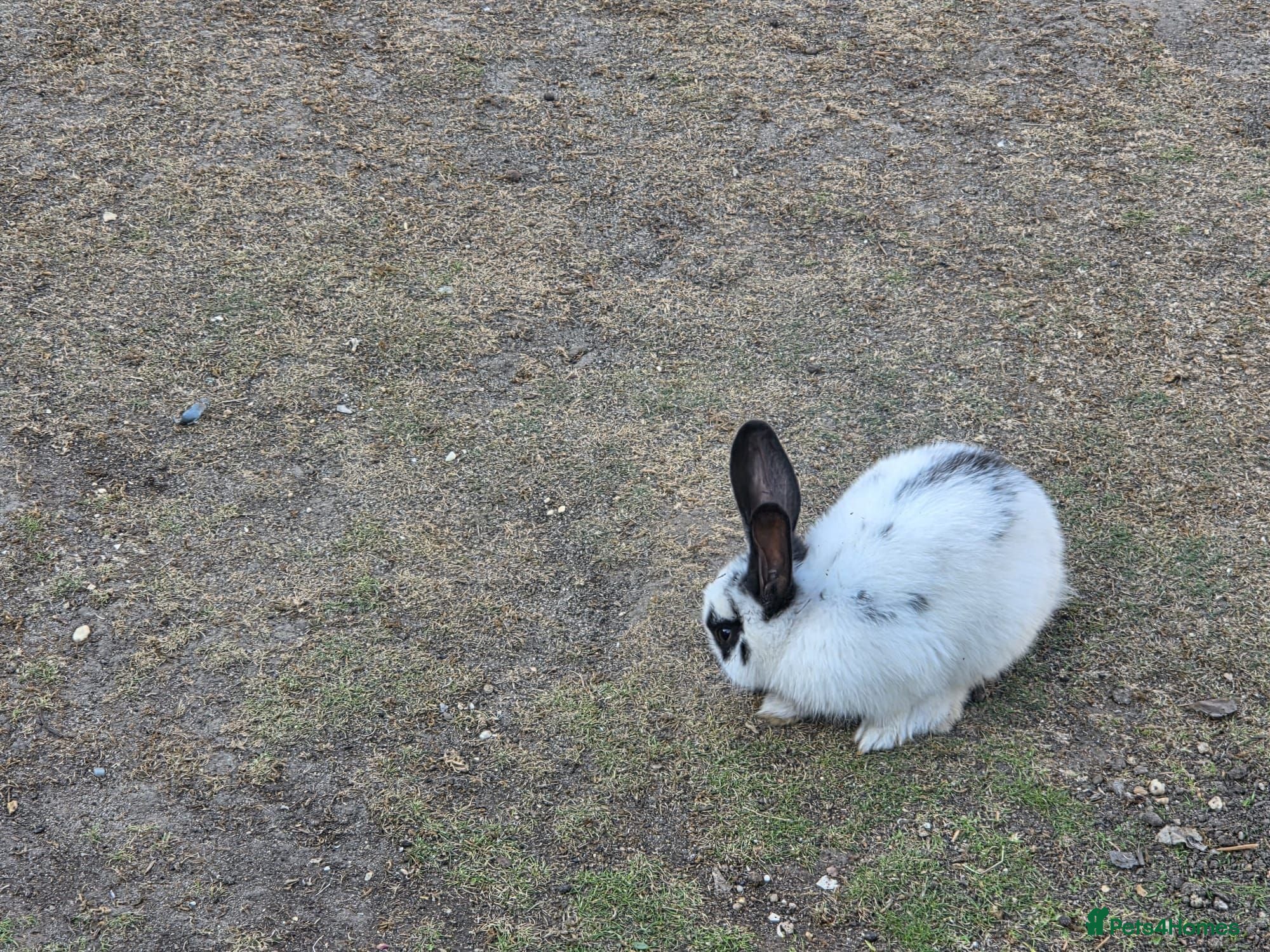 Mixed Breed rabbits Rabbits for sale - Advert 1