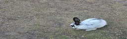 Mixed Breed rabbits for sale: Rabbits for sale in Amersham - Advert 1