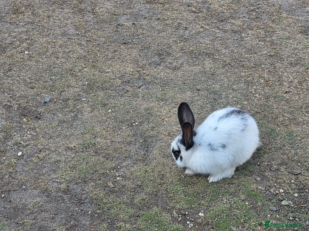 Mixed Breed rabbits for sale: Rabbits for sale in Amersham - Advert 1