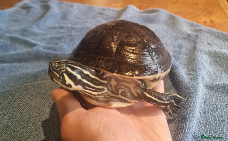 Terrapin reptiles - Advert 3