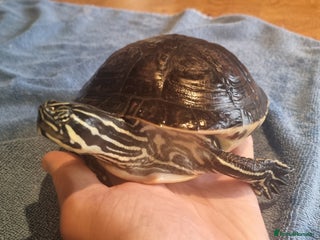 Terrapin reptiles - Advert 4