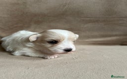 Coton De Tulear dogs for sale: Coton de Tulear puppies  - Image 10