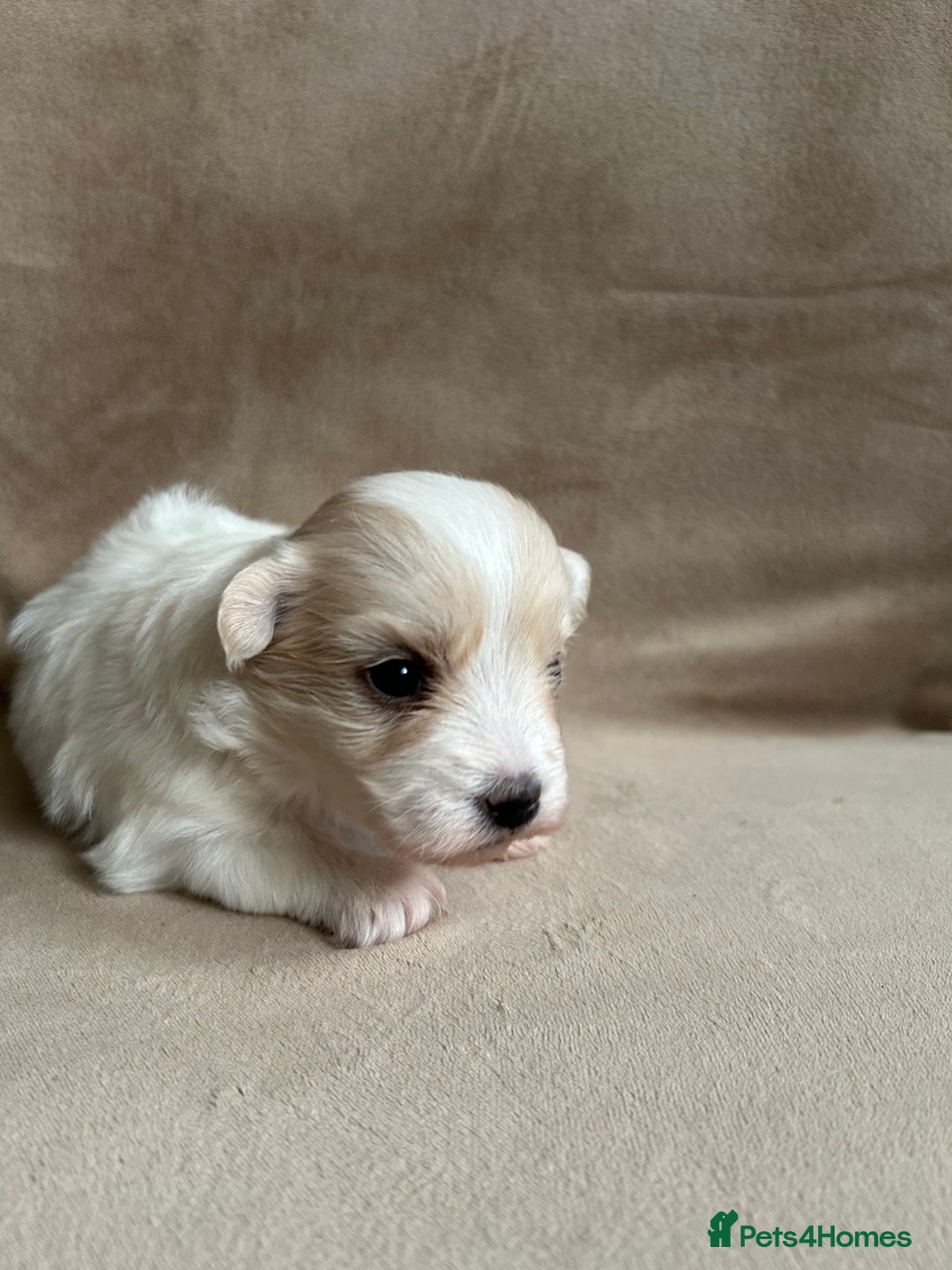 Coton De Tulear dogs for sale: Coton de Tulear puppies  - Image 10