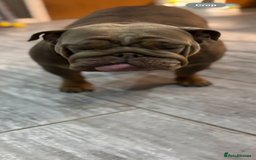 English Bulldog dogs for sale: English bulldog  - Image 2