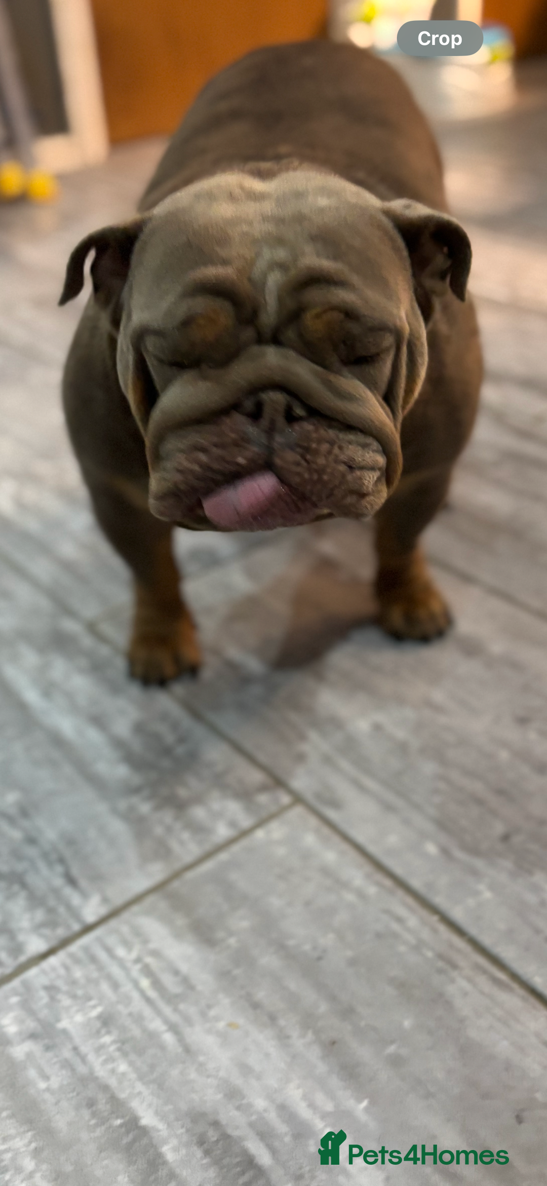 English Bulldog dogs for sale: English bulldog  - Image 2