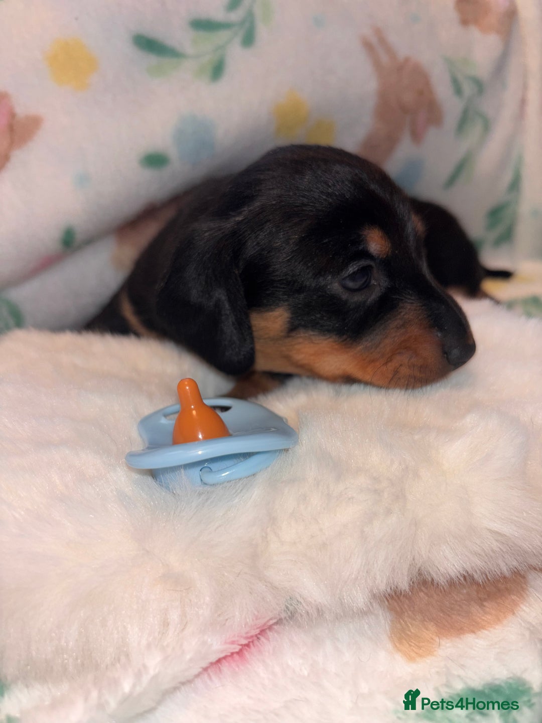 Miniature Dachshund dogs for sale: Dreamy miniature dachshunds  - Advert 24