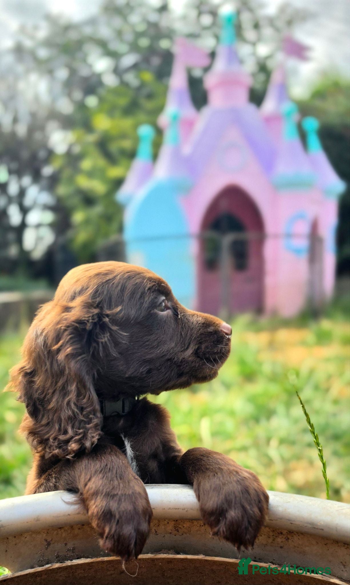 Cocker Spaniel dogs 1 CHOCOLATE BOY KC WORKING TYPE COCKER SPANIELS - Advert 2