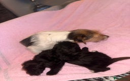 Jackapoo dogs for sale: Beautiful black jackapoo pups  - Image 6