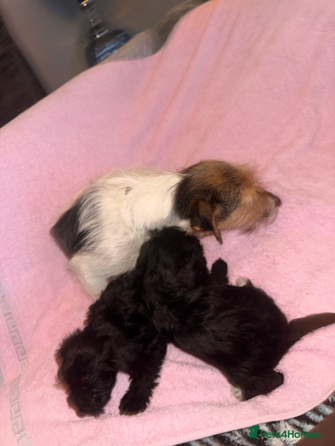 Jackapoo dogs for sale: Beautiful black jackapoo pups  - Image 6