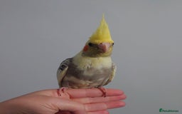 Cockatiels birds for sale: Hand reared silly tame DNA sexed baby cockatiels  - Image 19