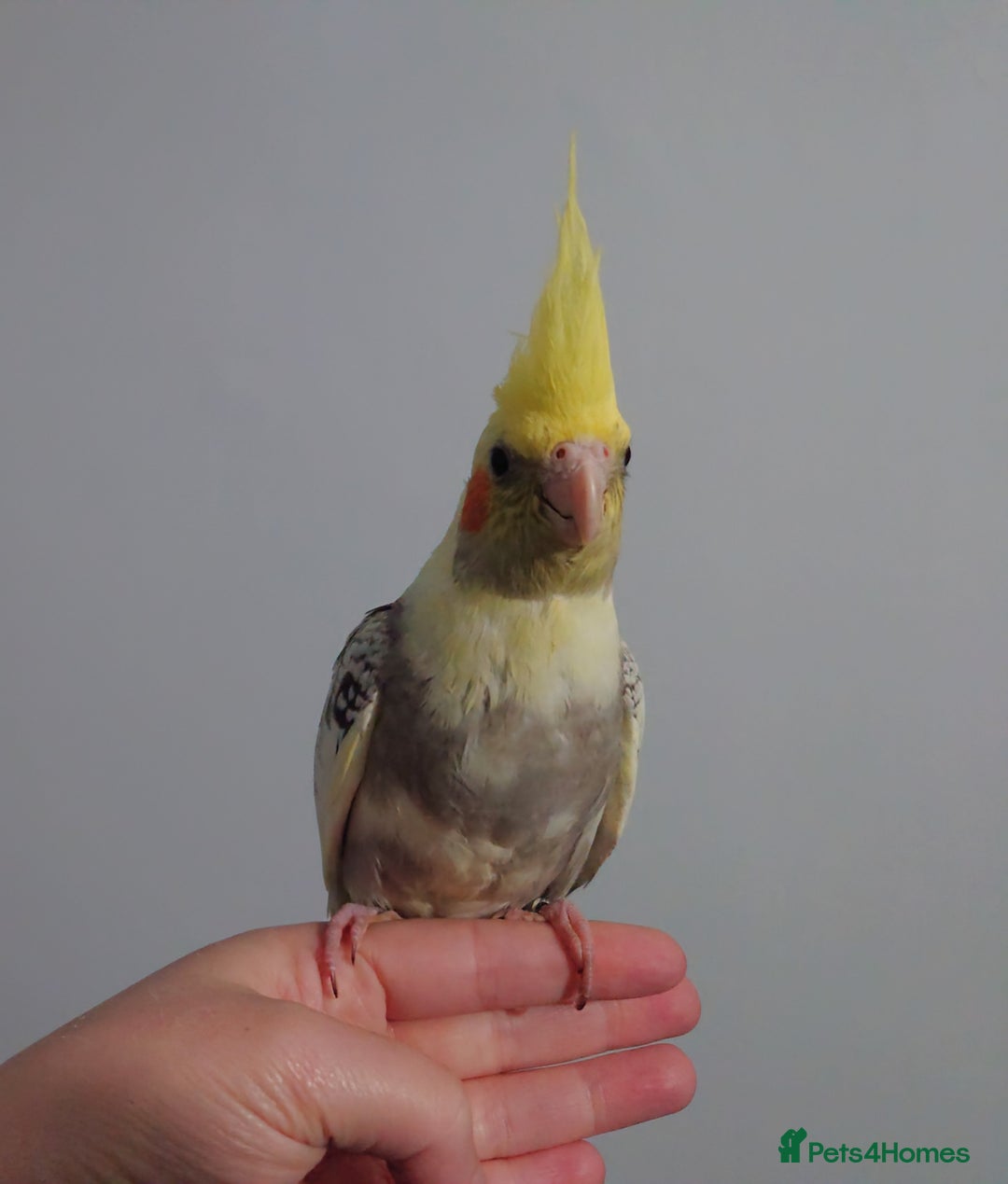 Cockatiels birds for sale: Hand reared silly tame DNA sexed baby cockatiels  - Image 19