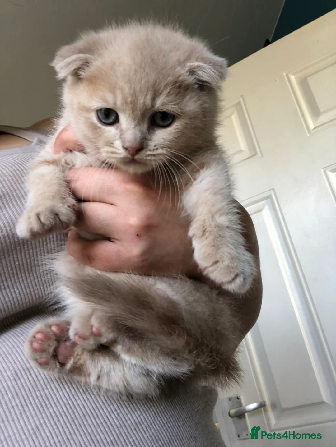 Scottish Fold cats for sale: Adorable half Scottish fold kittens (mixbreed) in Cleckheaton - Advert 2