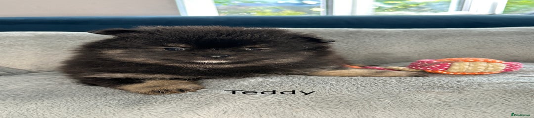 Teddy