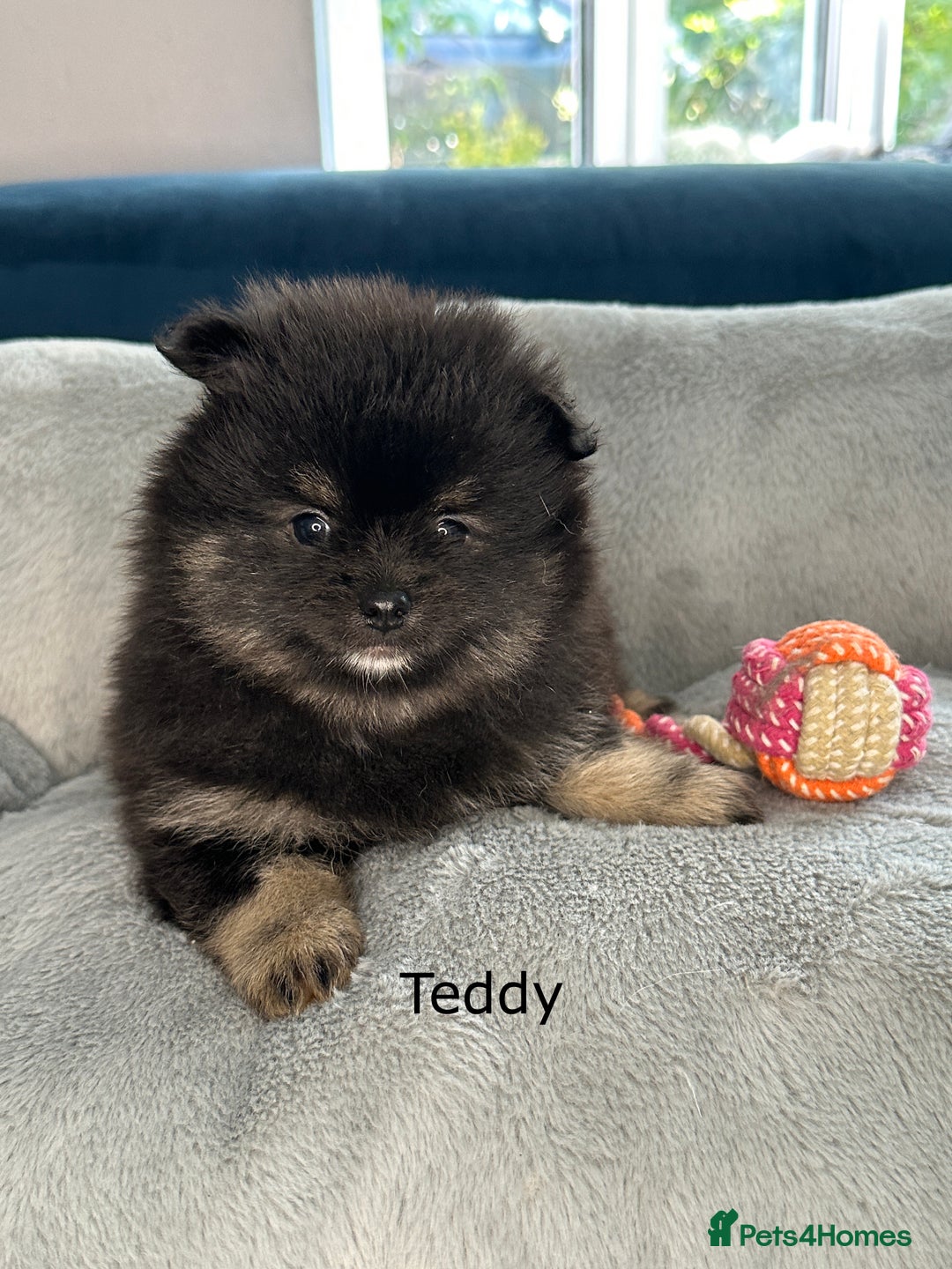 Pomeranian dogs for sale: Beautiful Poms ready 13th September - Image 3