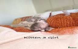 Mixed Breed cats for sale: Beautiful kittens 8 weeks old ready now  - Image 11