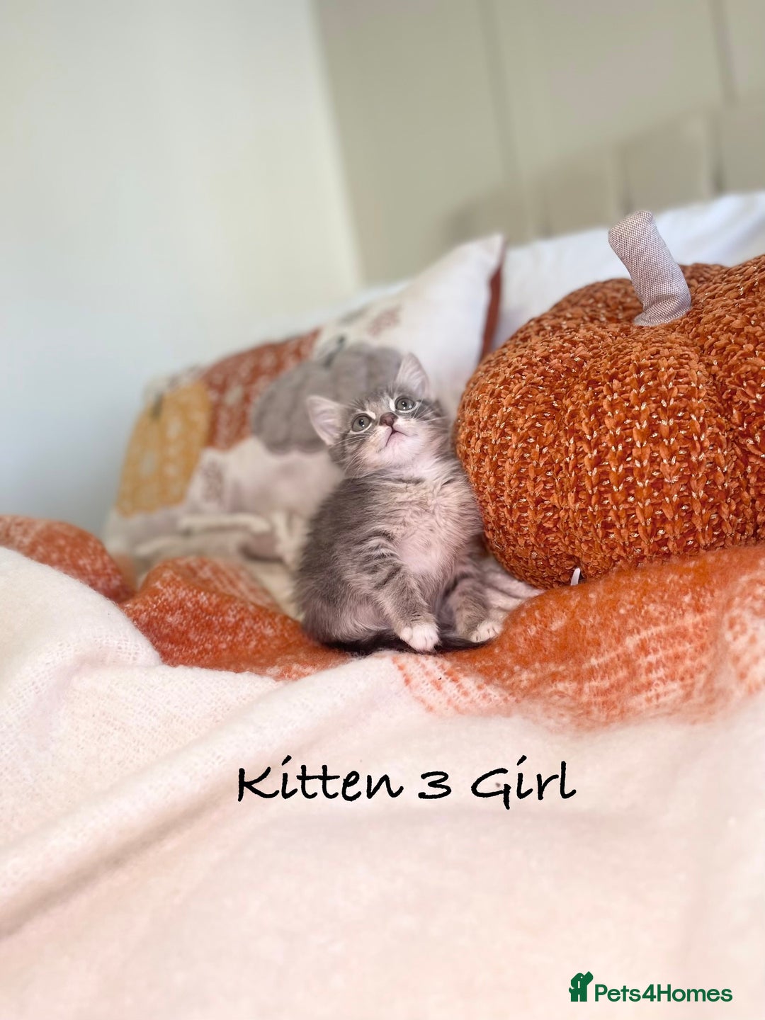 Mixed Breed cats for sale: Beautiful kittens 8 weeks old ready now  - Image 11