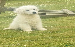 Golden Retriever dogs for sale: Reduced to find them there forever homes   - Image 24