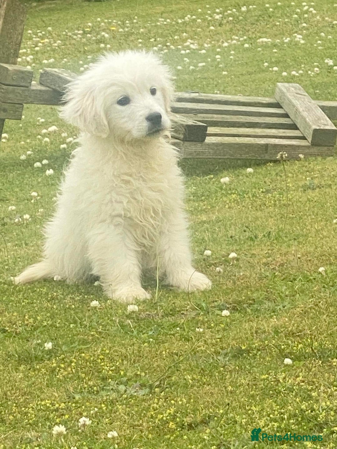Golden Retriever dogs for sale: Reduced to find them there forever homes   - Image 24