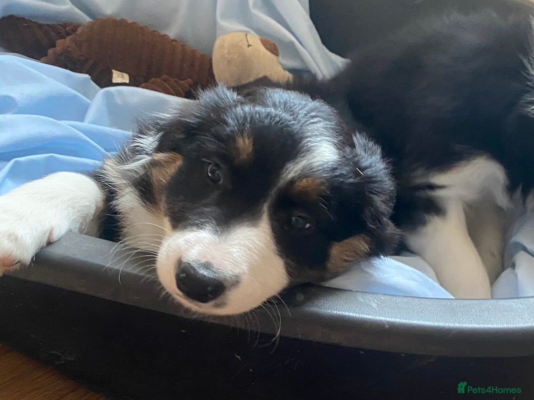 Border Collie dogs for sale: Border Collie Puppies | Health Tested Parents - Advert 8