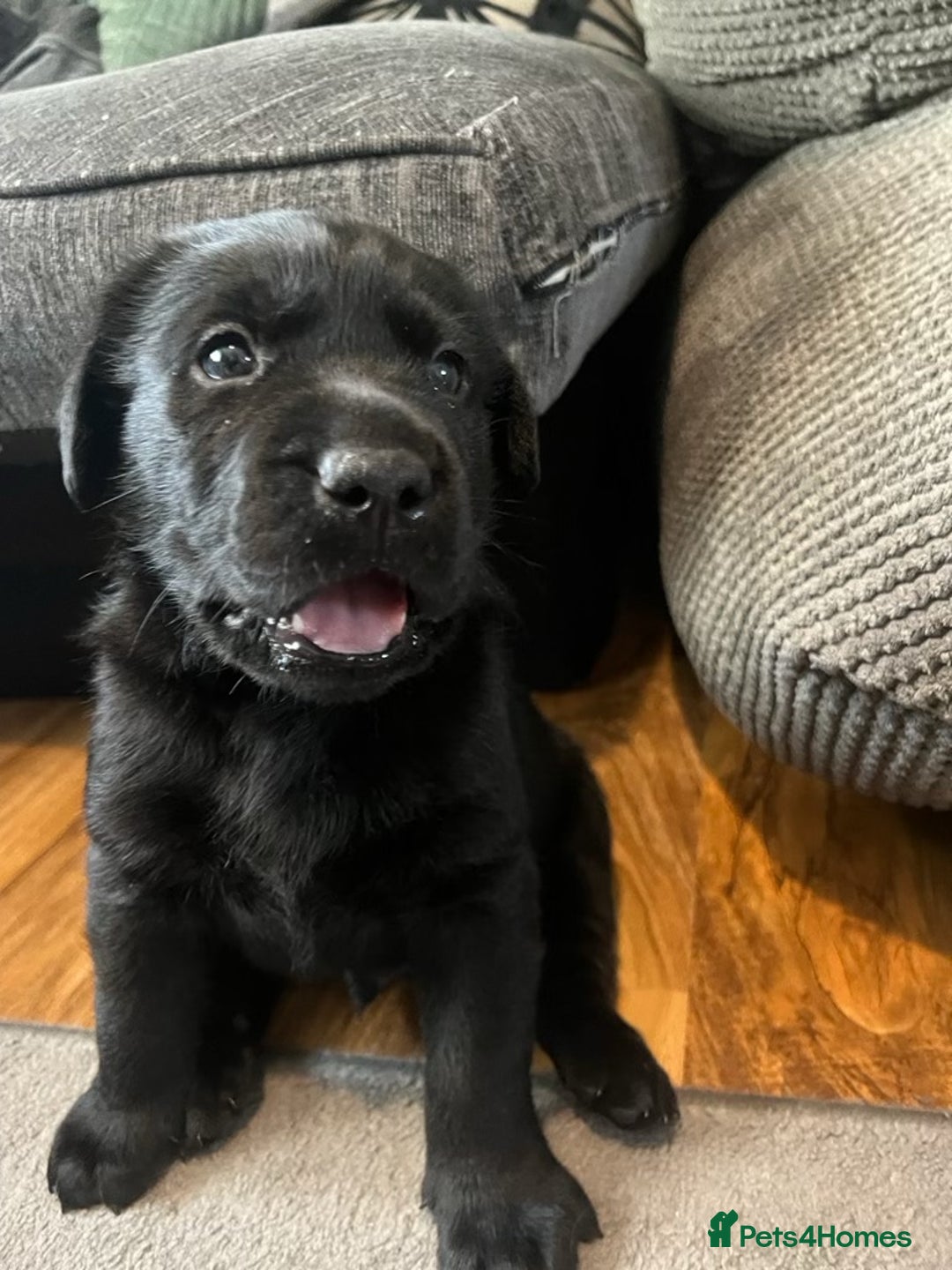 Labrador Retriever dogs for stud: KC Registered Yellow Labrador, Proven Stud  in Coalville - Advert 27