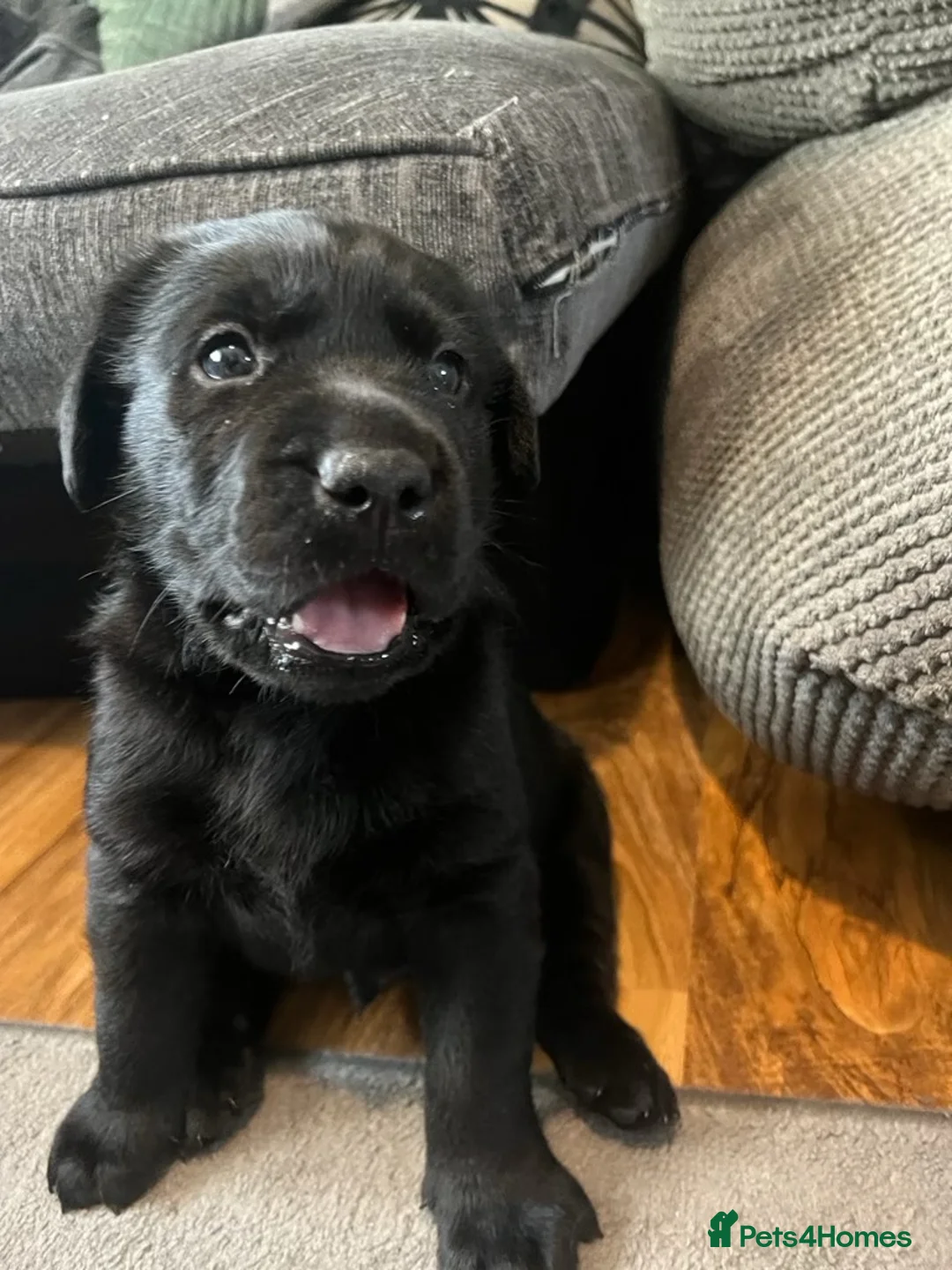 Labrador Retriever dogs for stud: KC Registered Yellow Labrador, Proven Stud  in Coalville - Advert 27