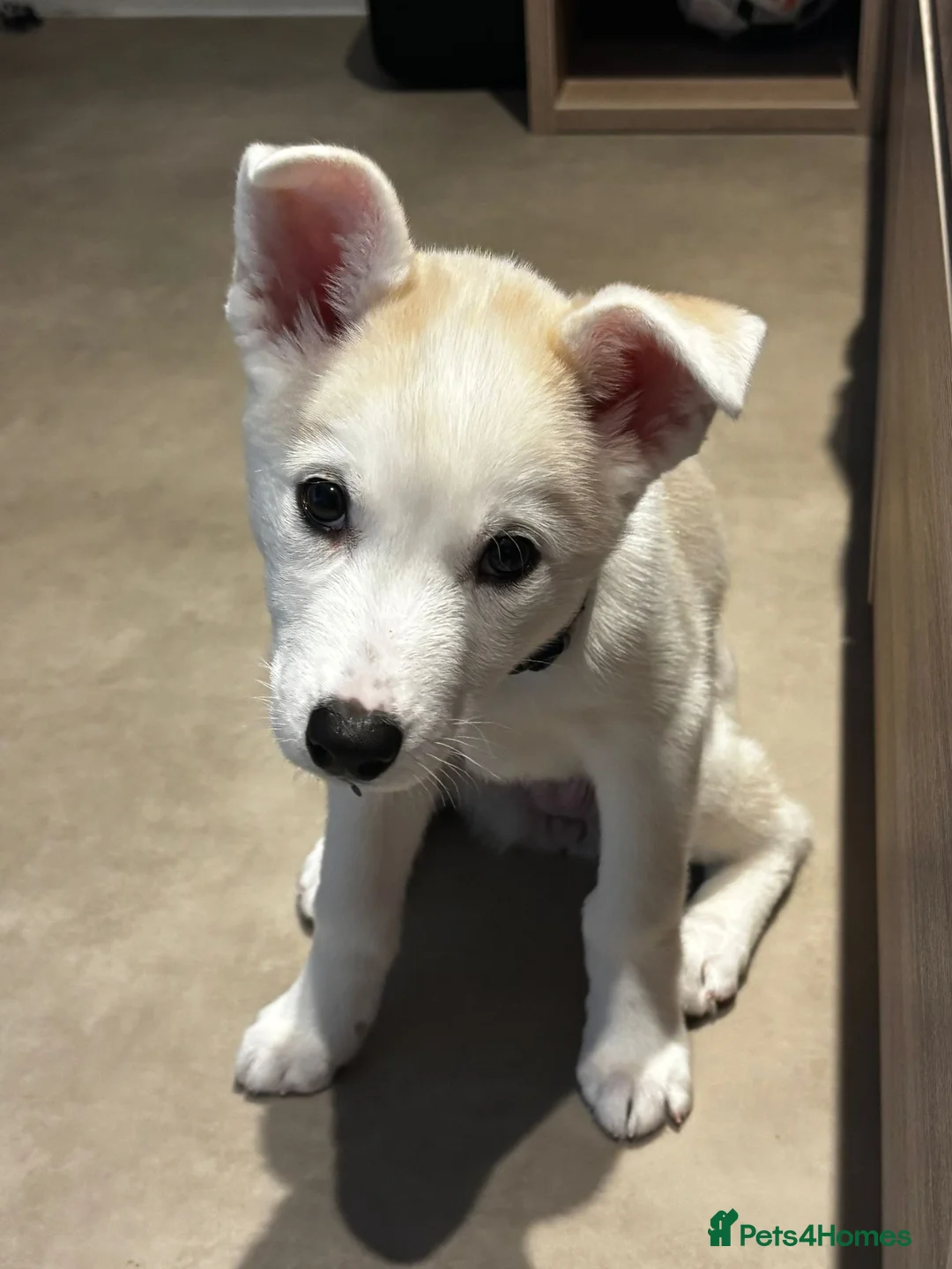 Siberian Husky dogs for sale: Beautiful Siberian Husky Puppy  in York - Advert 7