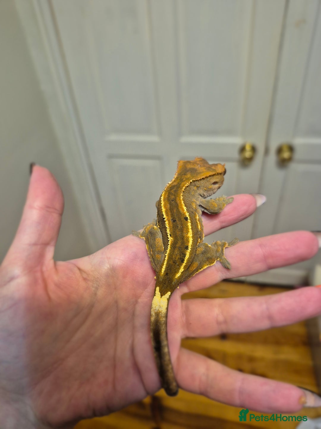 Gallery Image {{count}}