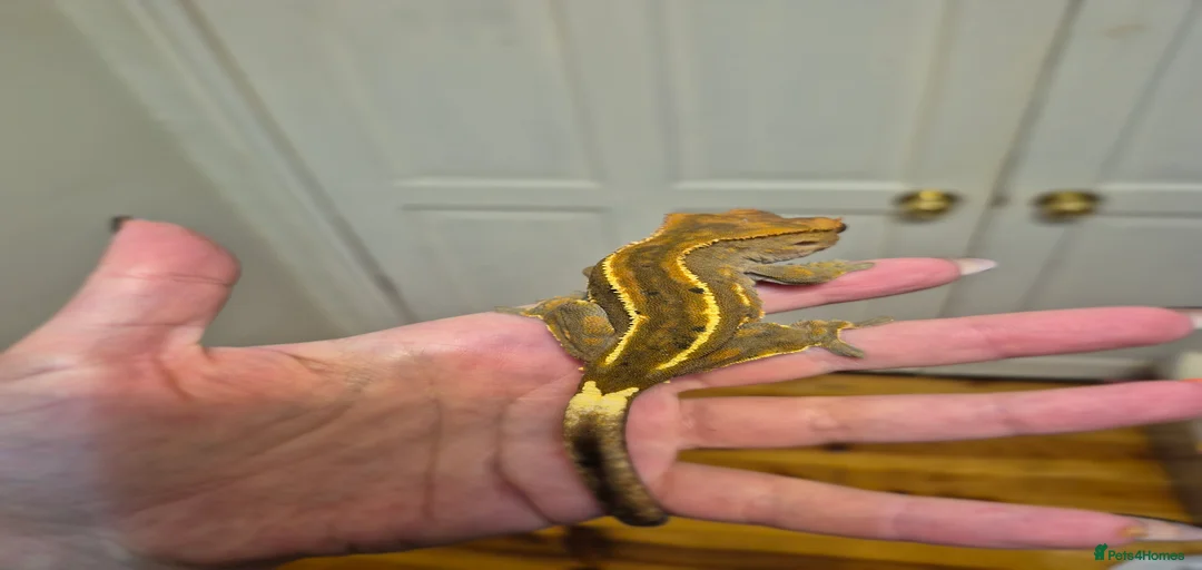 Gallery Image {{count}}