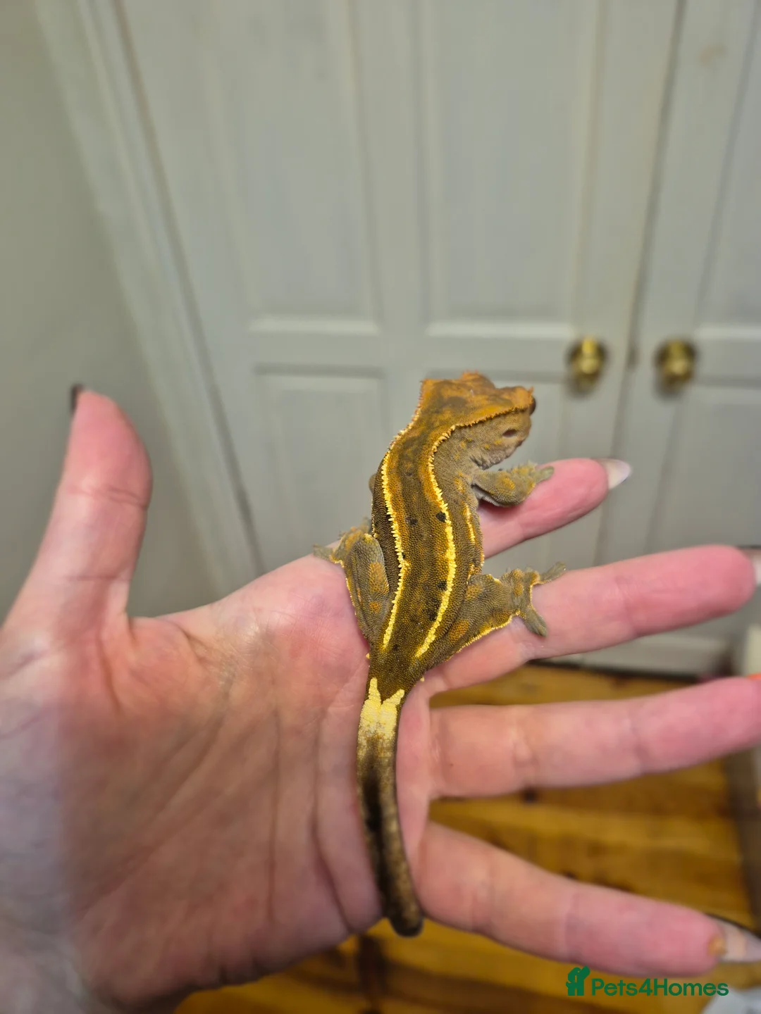 Gallery Image {{count}}