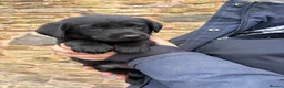 Labrador Retriever dogs for sale: Quality KC Reg Black Labrador Puppies, Ready Now in Dronfield - Advert 15