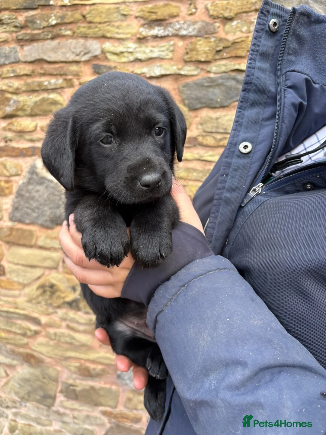 Labrador Retriever dogs for sale: Quality KC Reg Black Labrador Puppies, Ready Now in Dronfield - Advert 15