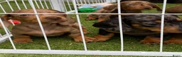 Miniature Dachshund dogs for sale: 6 beautiful miniature dachshund  in Wickford - Advert 13