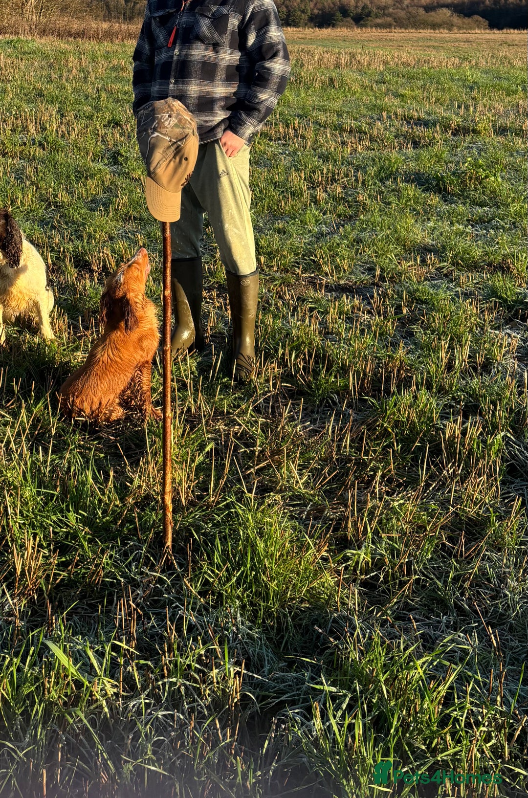 Cocker Spaniel dogs for stud: Cocker spaniel  - Advert 3