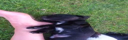 Sprocker dogs for sale: Sprocker Spaniel pups for sale  in Tiverton - Advert 2