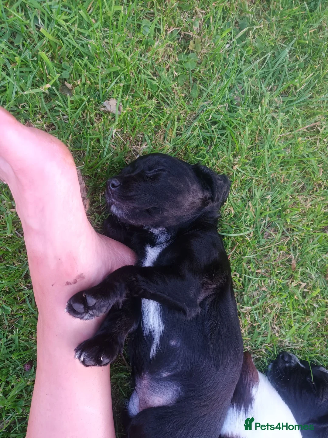 Sprocker dogs for sale: Sprocker Spaniel pups for sale  in Tiverton - Advert 2