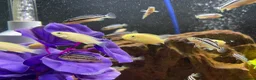 Cichlids fish for sale: african cichlids - Advert 2