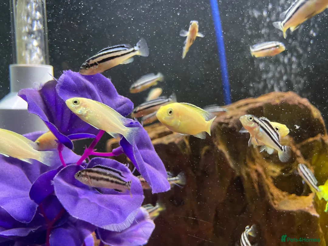 Cichlids fish for sale: african cichlids - Advert 2