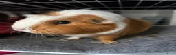 Guinea Pig rodents for sale: 2 female Guinea Pigs in Glasgow - Advert 5
