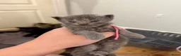 Maine Coon cats for sale: 5 Cross Maine Coon kittens for sale  - Advert 11