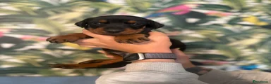 Dobermann 3