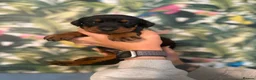 Dobermann dogs for sale: INTERNATIONAL CHAMPION EUROPEAN DOBERMANNS  - Advert 37
