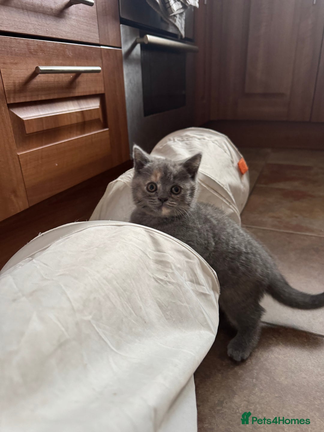 British Shorthair cats for sale: Two female British Shorthair kittens for sale - Image 5